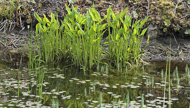 Emergenz-Struktur Pflanzen