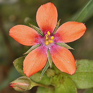 Anagallis arvensis (Haan, 2.9.2018) Anagallis arvensis
