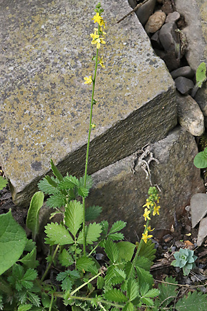 Agrimonia eupatoria