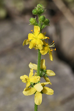Agrimonia eupatoria