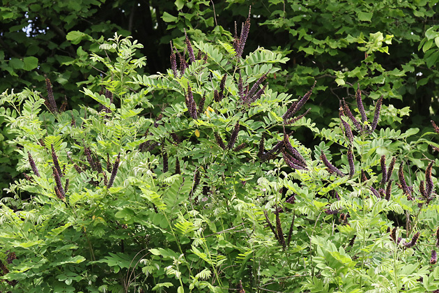 Amorpha fruticosa (20.5.2025) Amorpha fruticosa