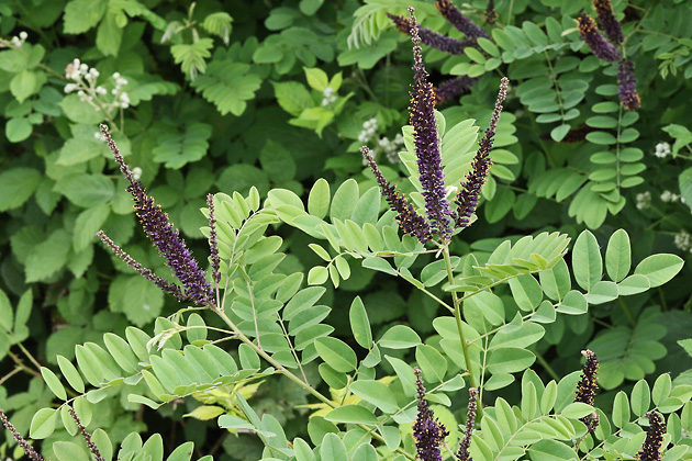 Amorpha fruticosa (20.5.2025) Amorpha fruticosa