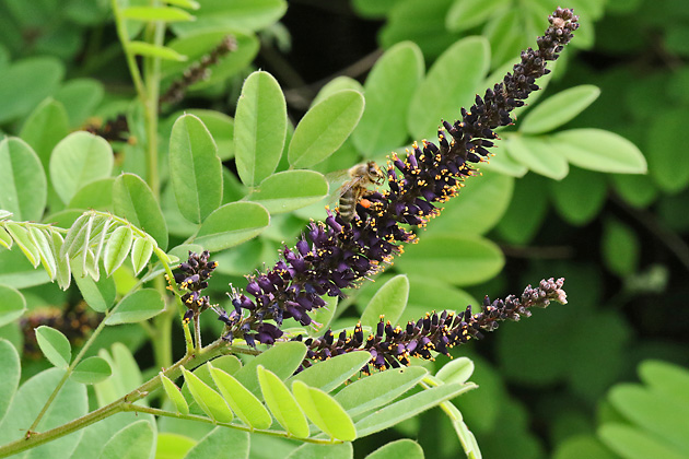 Amorpha fruticosa (20.5.2025) Amorpha fruticosa