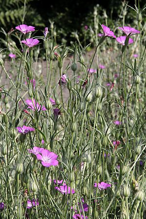 Agrostemma githago