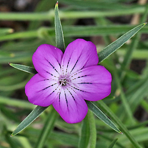 Agrostemma githago
