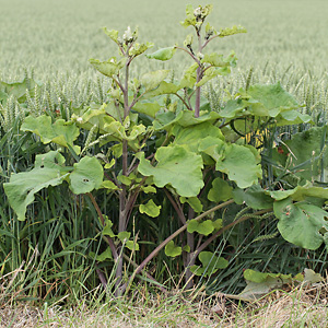 Arctium lappa (30.6.2013)