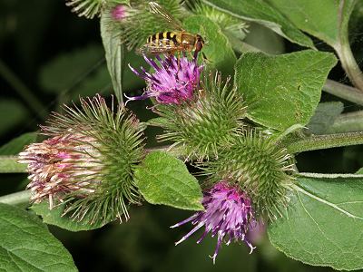 Arctium lappa (5.8.2007)
