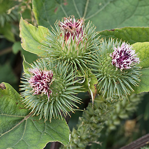 Arctium lappa (30.6.2013)