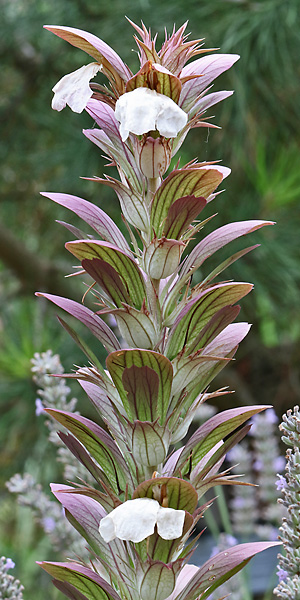 Acanthus mollis