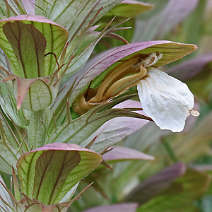 Acanthus mollis