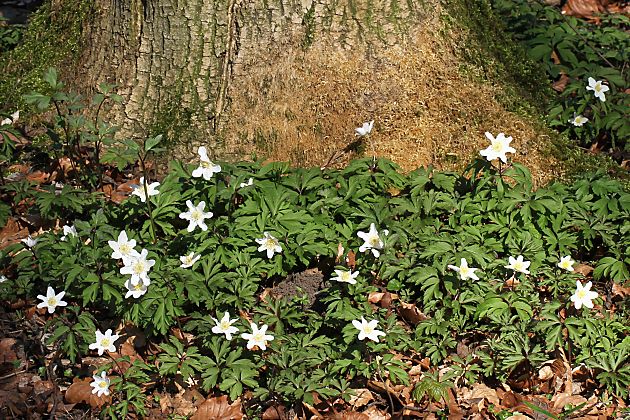 Anemone nemorosa