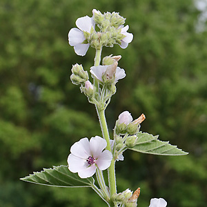 Althaea officinalis (25.7.2021) Althaea officinalis
