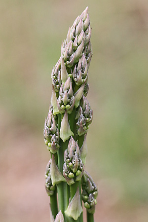 Asparagus officinalis (Mainzer Sand, 26.4.2025) Asparagus officinalis