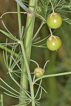 Asparagus officinalis (Mainzer Sand, 8.7.2021) Asparagus officinalis