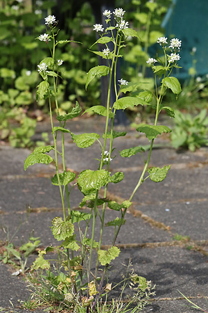 Alliaria petiolata