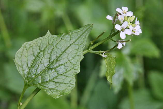 Alliaria petiolata