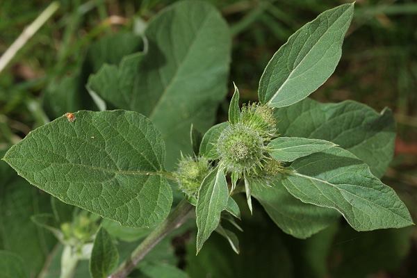 Arctium tomentosum
