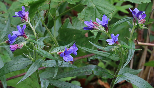 Buglossoides purpurocaerulea