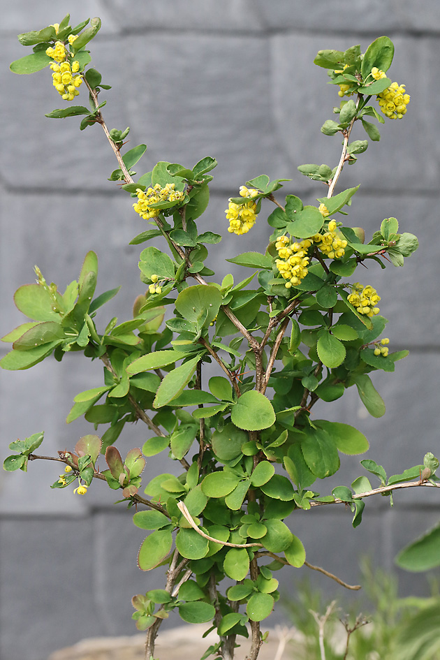 Berberis vulgaris