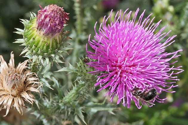 Carduus acanthoides (6.8.2005) Carduus acanthoides