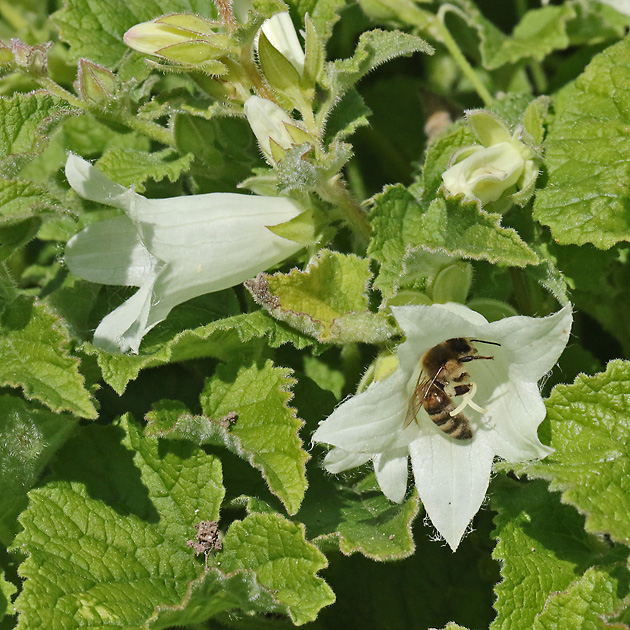 Campanula alliariifolia
