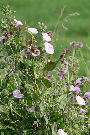 Convolvulus arvensis