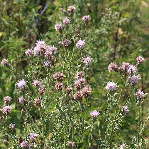 Cirsium arvense (21.7.2006, Loosen Berge)