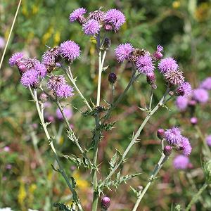 Cirsium arvense (17.7.2005)