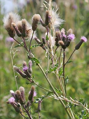 Cirsium arvense (16.7.2005)