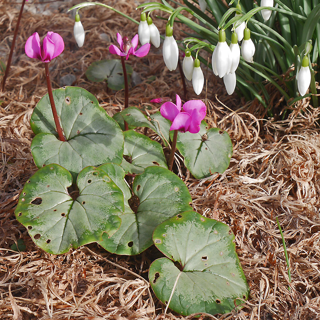 Cyclamen coum