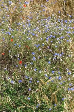 Centaurea cyanus (26.6.2007, F)