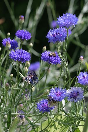 Centaurea cyanus (16.7.2005)