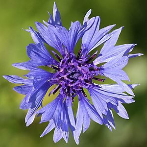 Centaurea cyanus (29.5.2012)