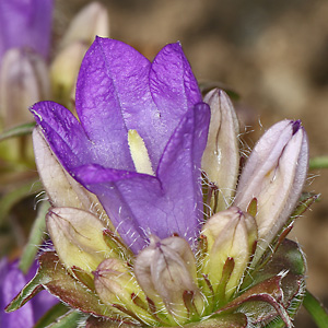 Campanula foliosa