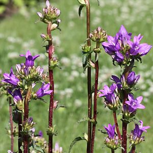 Campanula glomerata