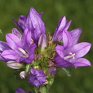 Campanula glomerata