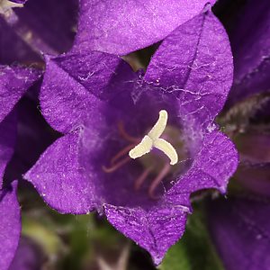 Campanula glomerata