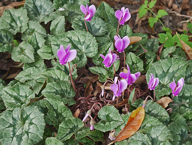 Cyclamen hederifolium (Bot. Garten, 28.9.2025) Cyclamen hederifolium
