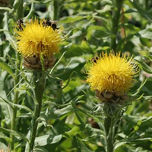 Centaurea macrocephala (17.5.2005)