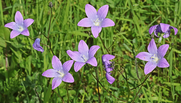 Campanula patula
