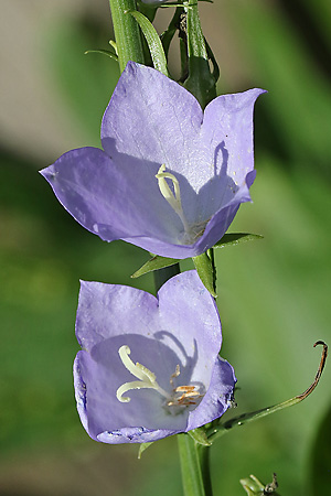 Campanula persicifolia