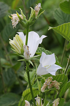 Campanula persicifolia