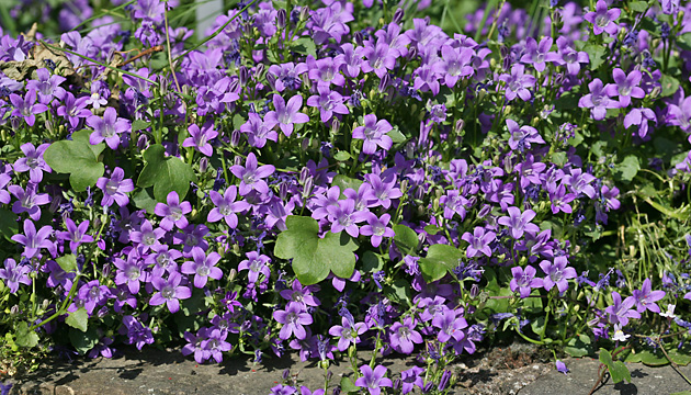 Campanula portenschlagiana