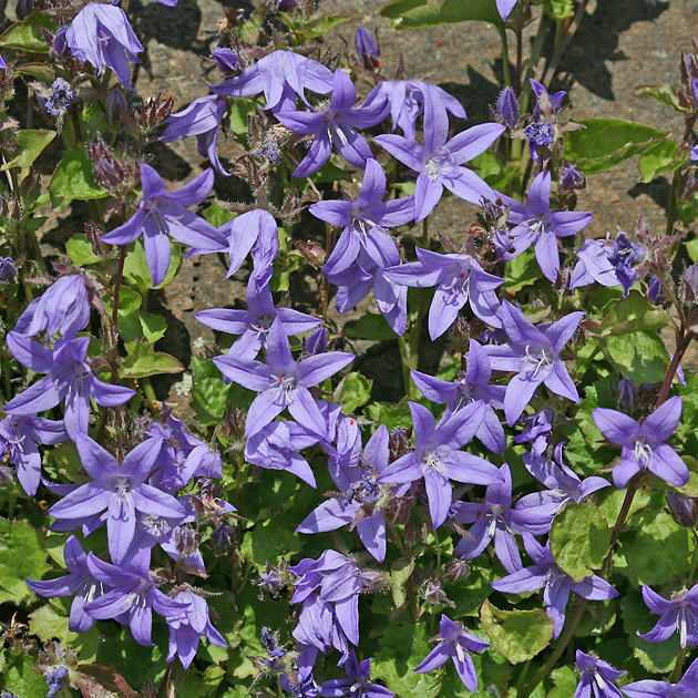 Campanula poscharskyana
