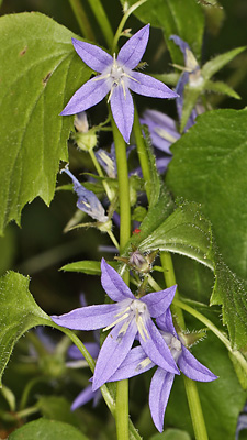 Campanula poscharskyana