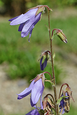 Campanula sarmatica