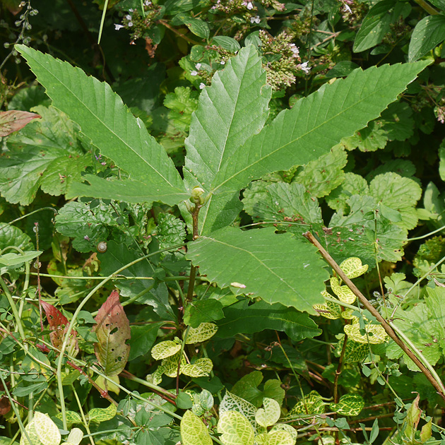 Castanea sativa