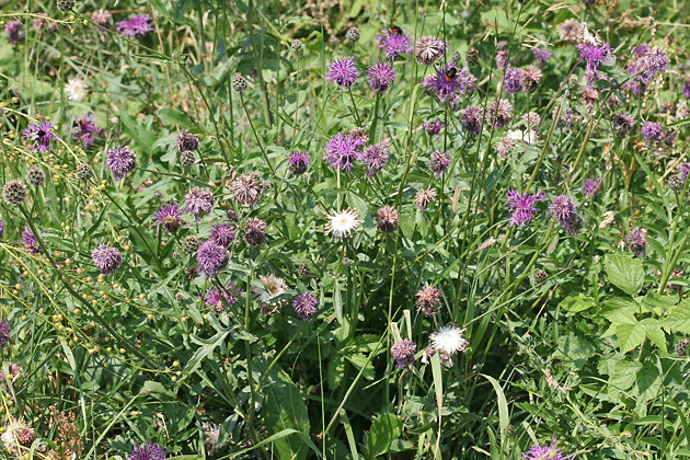 Centaurea scabiosa (13.7.2006) Centaurea scabiosa