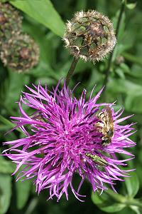 Centaurea scabiosa mit Halictus scabiosae (17.6.2006) Centaurea scabiosa