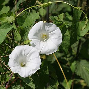 Calystegia sepium